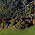 woodland trees on the Llyn Peninsula - Wales from the air